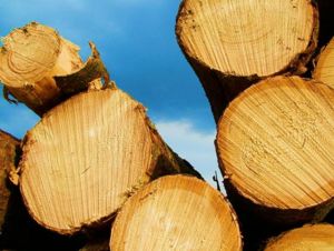 Holz als ursprüngliches Naturmaterial